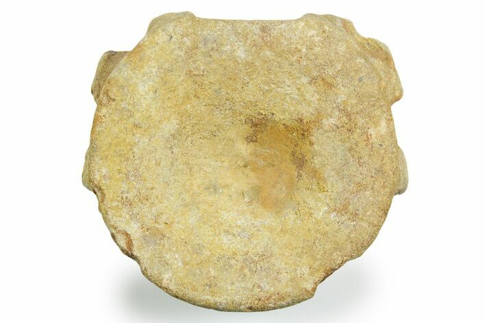 Fossil Ichthyosaur (Brachypterygius) Vertebra - England #354089